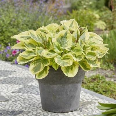 Hosta 'Paisley Border'